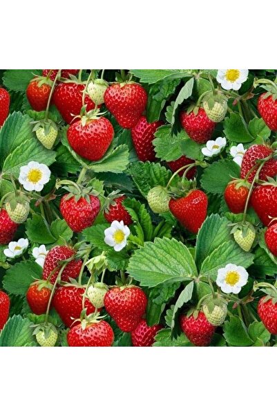 TABER Organik 1 Adet Tüplü Portala Çilek Fidesi