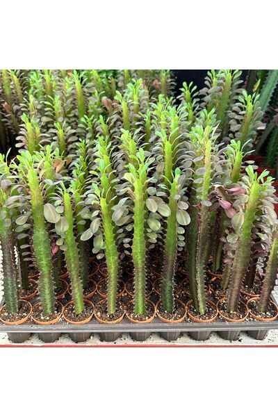 TABER Sınırlı Sayıda Euphorbia Trigona Red - Afrika Süt Ağacı Kaktüsü(5.5lik saksıda, 20 cm ve üzeri boyda