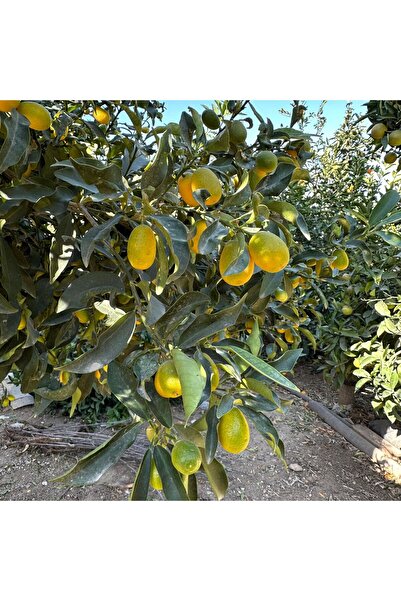 TABER HEMEN Meyve Veren Kamkat (Kumkuat) Ağacı Fidanı - Aşılı, Büyük Boy