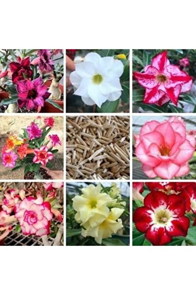 TABER 10 Adet 5.5 Luk Saksıda Adenium Çöl Gülü Çiçeği Fidanı Pakedi (Mix Karı...
