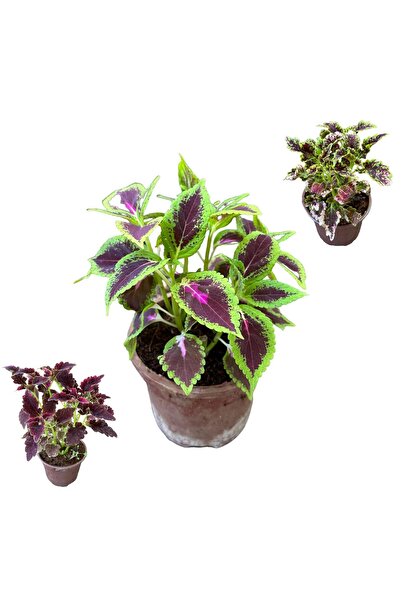 TABER 3 Adet Farklı Tür Yaprak Güzeli Çiçek Seti