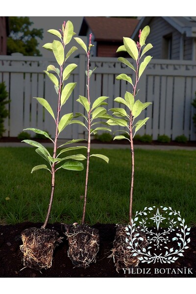 YILDIZ BOTANİK 10 Adet Alev Ağacı Fidanı Çit Bitkisi Photinia Red Robin 70-80 CM