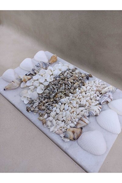 Royall Craft Nasa shel + Clam rose+ +Deniz Kabuklu Set - Dekor, Hobi, Teraryu...