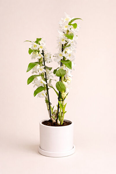 Tomurcuk Trend Exotic Dendrobium Orkide – Tropikal Zarafet Serisi