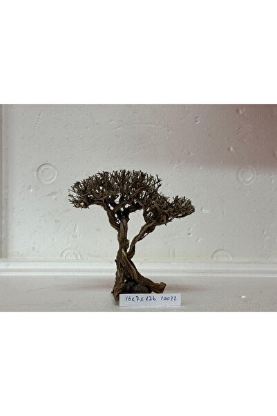Meç Moss Ağaç Figürü Kök (No:10022) [16x7x17h]