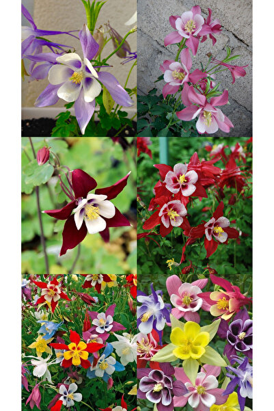 ŞAFAK PEYZAJ TOHUMCULUK Haseki Küpesi Çiçeği Tohumu Karışık Renk