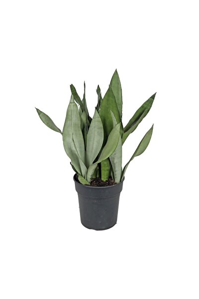 gardenkoala Sansevieria ‘Moonshine' – Paşa Kılıcı – 60 cm Boy – 17 cm Saksı