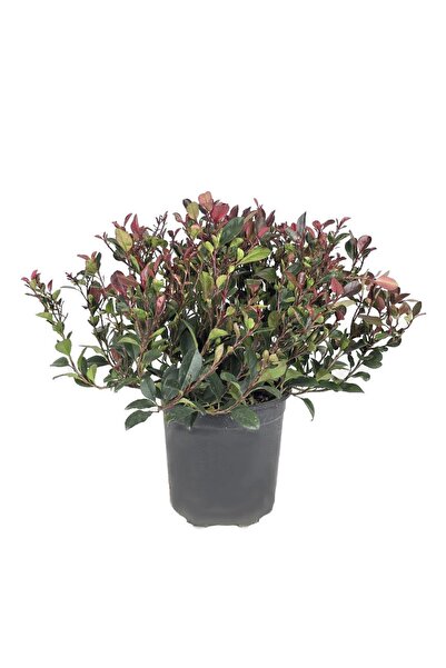 gardenkoala Photinia fraseri ‘Little Red Robin' (Bodur Alev Çalısı) – 21 cm S...