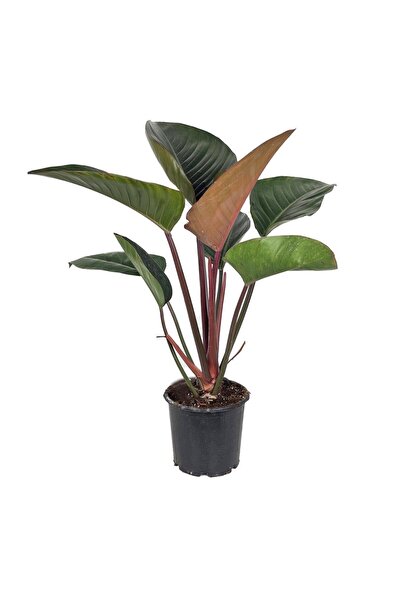 gardenkoala Philodendron ‘Rojo Congo' – 17 cm Saksı