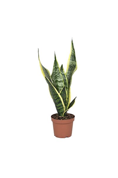gardenkoala Sansevieria ‘Superba' – Alacalı Paşa Kılıcı – 12 cm Saksı