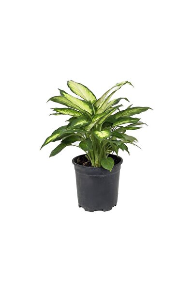 gardenkoala Dieffenbachia ‘Camilla' – Alacalı Salon Bitkisi – 15 cm Saksı