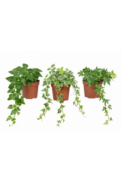 gardenkoala 3'lü Hedera Sarmaşık Seti – 8,5 cm Saksı (3 Farklı Tür)