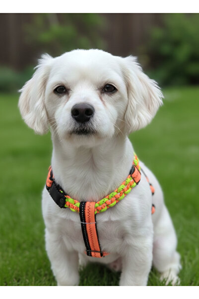 balkonda طوق للكلاب من فصيلة الكلاب الصغيرة والمتوسطة، حبل قابل للتعديل وحبل باراكورد برتقالي