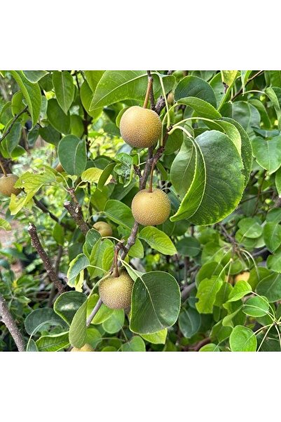 TABER Büyük Boy Meyve verir Yaşta (5 Yaş) Naşi (NASHI ATAGO) Armut Fidanı+ 12...