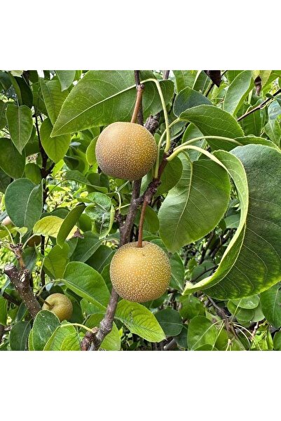 TABER Büyük Boy Meyve verir Yaşta (5 Yaş) Naşi (NASHI HOSUI) Armut Fidanı+ 12...