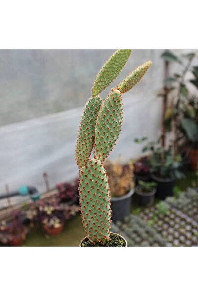 TABER Tavşan Kaktüs / SARI Dikenli (Opuntia Microdasys Albata), 5.5 Cm Saksıda