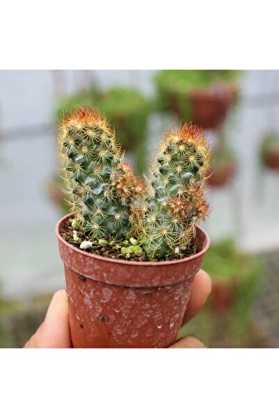 TABER Kızıl Kaktüs - Radyasyon Düşmanı, 5.5 Cm Saksıda