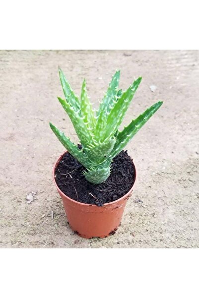 TABER Minyatür Aloevera, 5.5 Cm Saksıda
