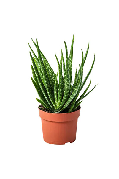 TABER Tüketilebilir Aloevera, Küçük Boy, Torbada
