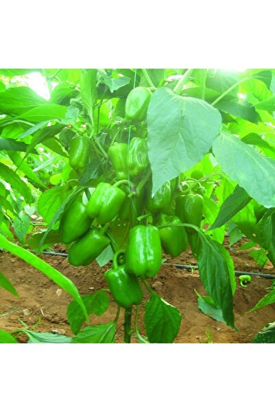 TABER 5 Adet Ergenekon F1 Dolma Biber Fidesi