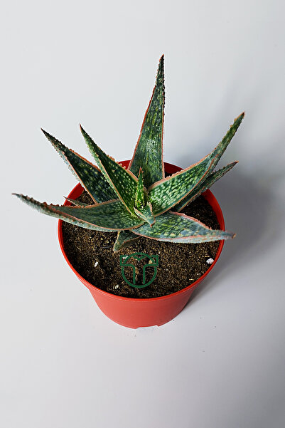Toptan Kaktüs Aloe Christmas Carol Sukulent – Renkli Yapraklı Koleksiyon Aloe