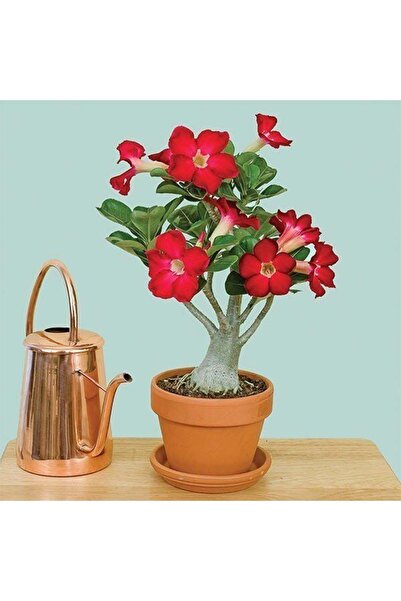 TABER Kırmızı Adenium Çöl Gülü Çiçeği Fidanı