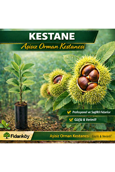 FİDANKÖY Orman kestanesi büyük tüplü
