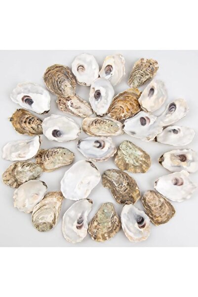 The Bros 30PCS 2" - 2.5" Small Flat Natural Oyster Shells for Crafts