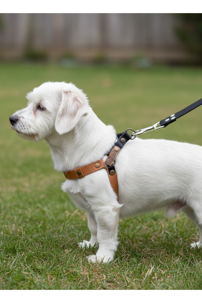 balkonda طوق للكلاب من الجلد الطبيعي قابل للتعديل للسلالات الصغيرة بلون أسمر