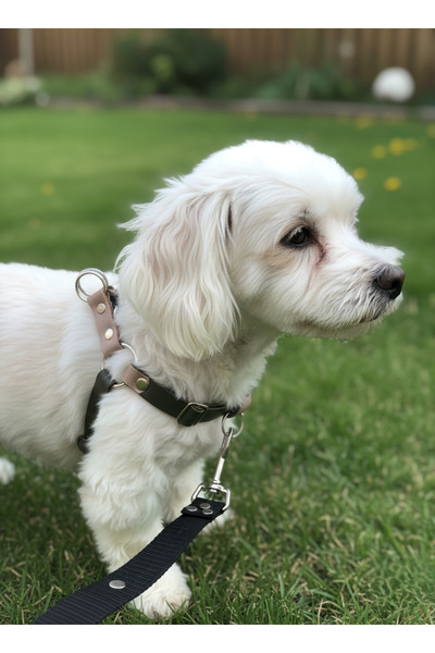 balkonda Dog Collar Small Breed Adjustable Genuine Leather Dark Green