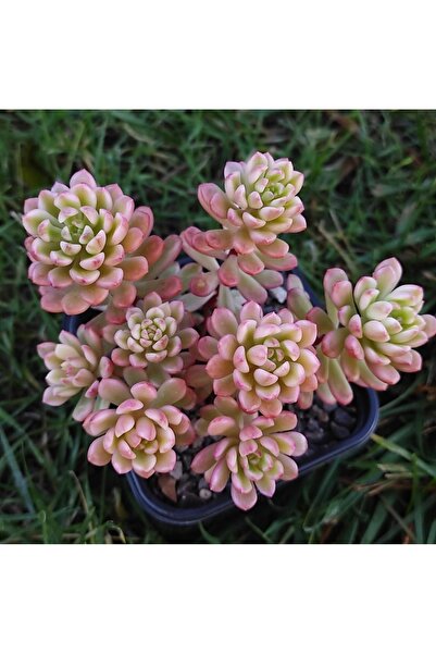 SukuLand Sedum Joyce Tulloch Variegata Kore ithal koleksiyonluk özel tür sukulent 5,5cm saksıda