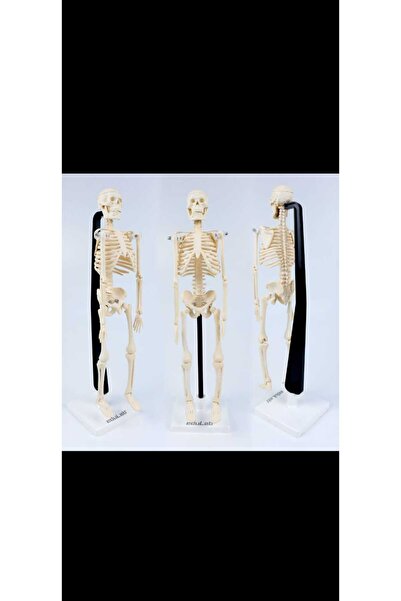 HIZIROĞLU AHŞAP iskelet modeli 46 cm