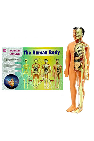 YıldızDükkan Eğitici Oyun Seti The Human Body İnsan Vücudu 3D Eğitim Seti Dok...
