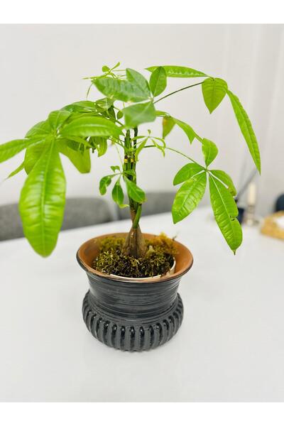 Asemi online Doğal Çömlek Saksı Dışı Sırlı Dekoratif Vazo 21 Çap 16 Uzunluk