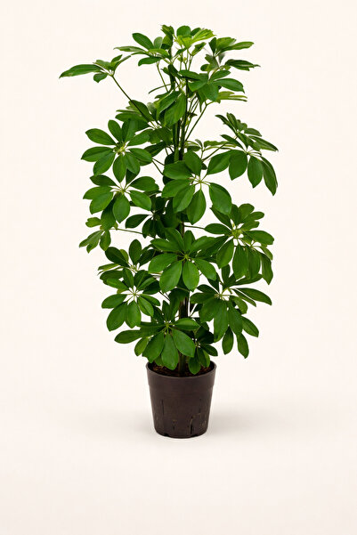 Tomurcuk Trend Schefflera Arboricola Şeflera – Canlı & Dekoratif İç Mekân Bit...