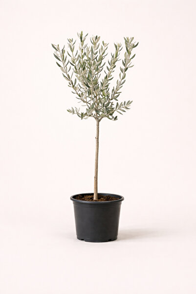Tomurcuk Trend Saksıda Zeytin Ağacı – Akdeniz Stili Premium Dekoratif Ağaç