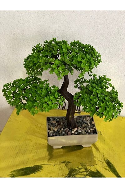 moontime alaçatı Canlı Yeşil Bonsai Ağacı, Masaüstü Dekor İçin Şık ve Doğal G...