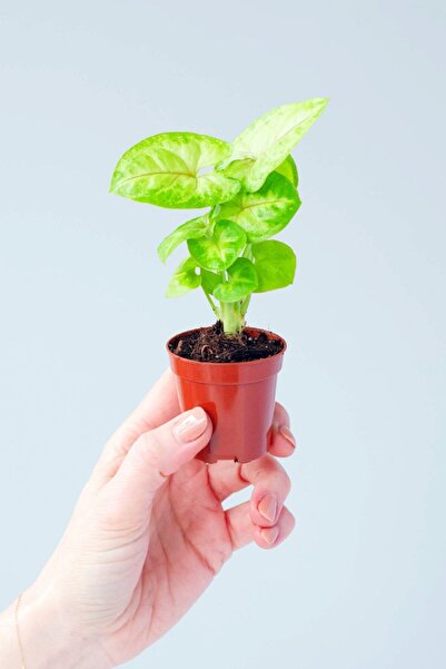 Mimoza Syngonium Mango Allusion - Melek Kanadı Çiçeği Mini - Ev Ofis Salon Iç...