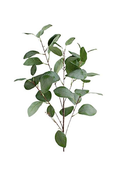 Generic Simulation Eucalyptus Leaf Bunch Light Green