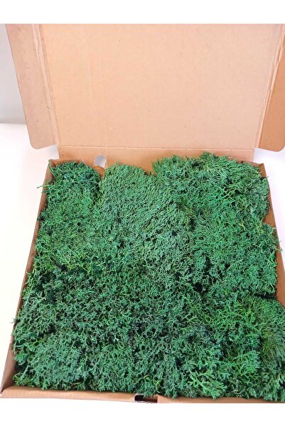 Birlik Liken Yosunu Canlı Şoklanmış Dekoratif