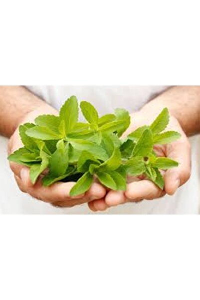 prestijiseed Ekim Seti Stevia Tohumu Şeker Otu Tohumu 10 Adet Tohum Saksı Toprak