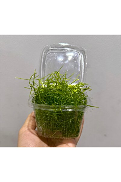 ADA Lepistes Otu Guppy Grass (Najas) | 375 ml Bol Porsiyon | 3 Al 1 Hediye