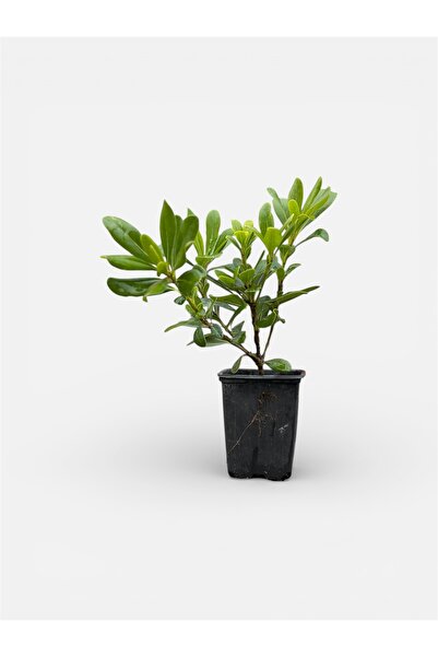 Pittosporum Saksılı 10-25cm Arası