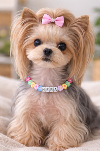 Femenino Özelleştirilebilir İsimli Ayarlanabilir Köpek Kolyesi