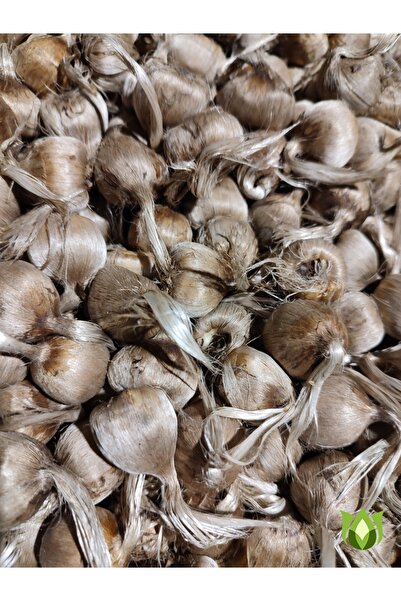 CANBOTANİK 50 ADET SAFRAN SOĞANI