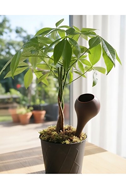 San Concept Çiçek Sulama Aparatı (Kahve Rengi)