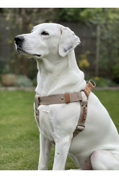 balkonda طوق للكلاب من فصيلة متوسطة وكبيرة الحجم، حبل قابل للتعديل، بني فاتح