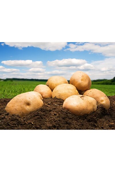 PATATELLO Akdeniz Kumpirlik Patates - 10 kg