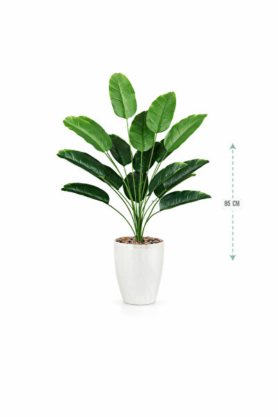 AMZOE Banana leaf seedling with a pot, 85 cm