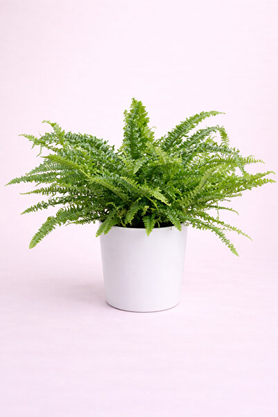 Tomurcuk Trend Nephrolepis Exaltata - Salon Eğrelti Otu